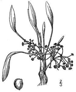 A. gramineum