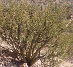 Bursera microphylla