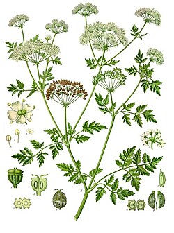 Kukuta (Conium maculatum)