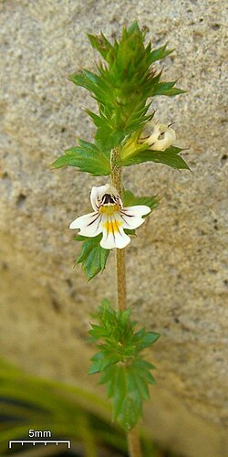 Euphrasia officinalis