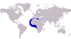 Rasprostranjenost grbavog čizmara