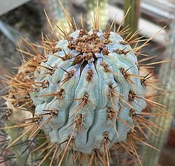 Browningia hertlingiana