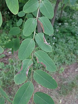 Obolodiplosis robiniae na listu, Riga, Latvija