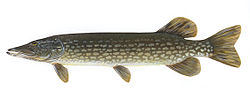 europska štuka (Esox lucius)