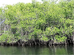 Rhizophora mangle