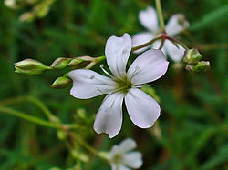 Gypsophila repens