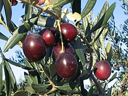 Olea europaea, Milna, Hrvatska