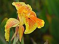 Canna indica
