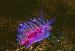 Prelijepa Flabellina affinis
