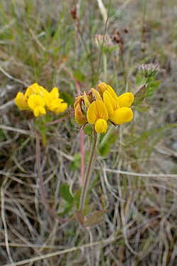 Lotus hispidus