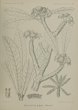 D. gigas, ilustracija