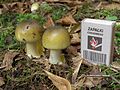 Amanita phalloides