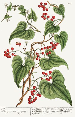 ilustracija, Dioscorea communis