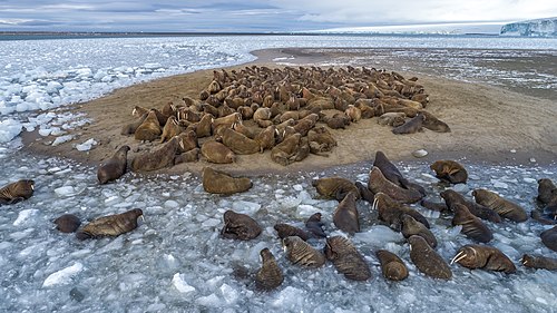 Datoteka:9 green.svg Walruses lying on Northbrook Island. Russian Arctic National Park Ilya Timin