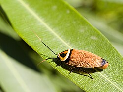 Ellipsidion australe