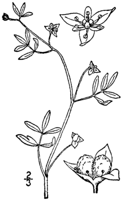F. proserpinacoides