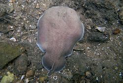 Hypnos monopterygius, red Torpediniformes.