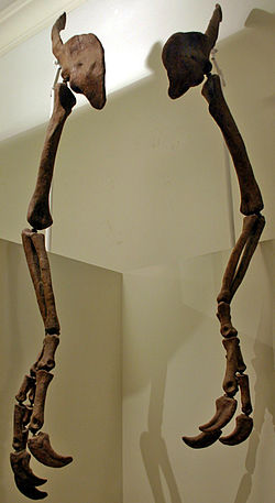 Rekonstruirane kosti ruku