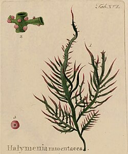 Devaleraea ramentacea