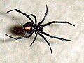 Latrodectus hesperus