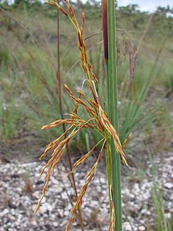 Lagenocarpus rigidus