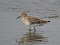 Calidris acuminata