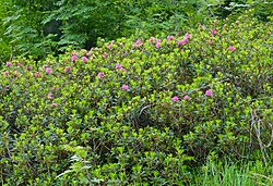 Alpska ruža ili hriđasti sleč
