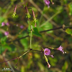 Commicarpus tuberosus
