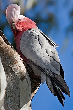 Ženka ružičastog kakadua, Tasmanija, Australija