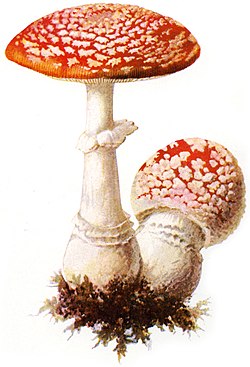 Muhara, Amanita muscaria
