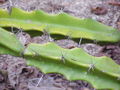 Acanthocereus pentagonus