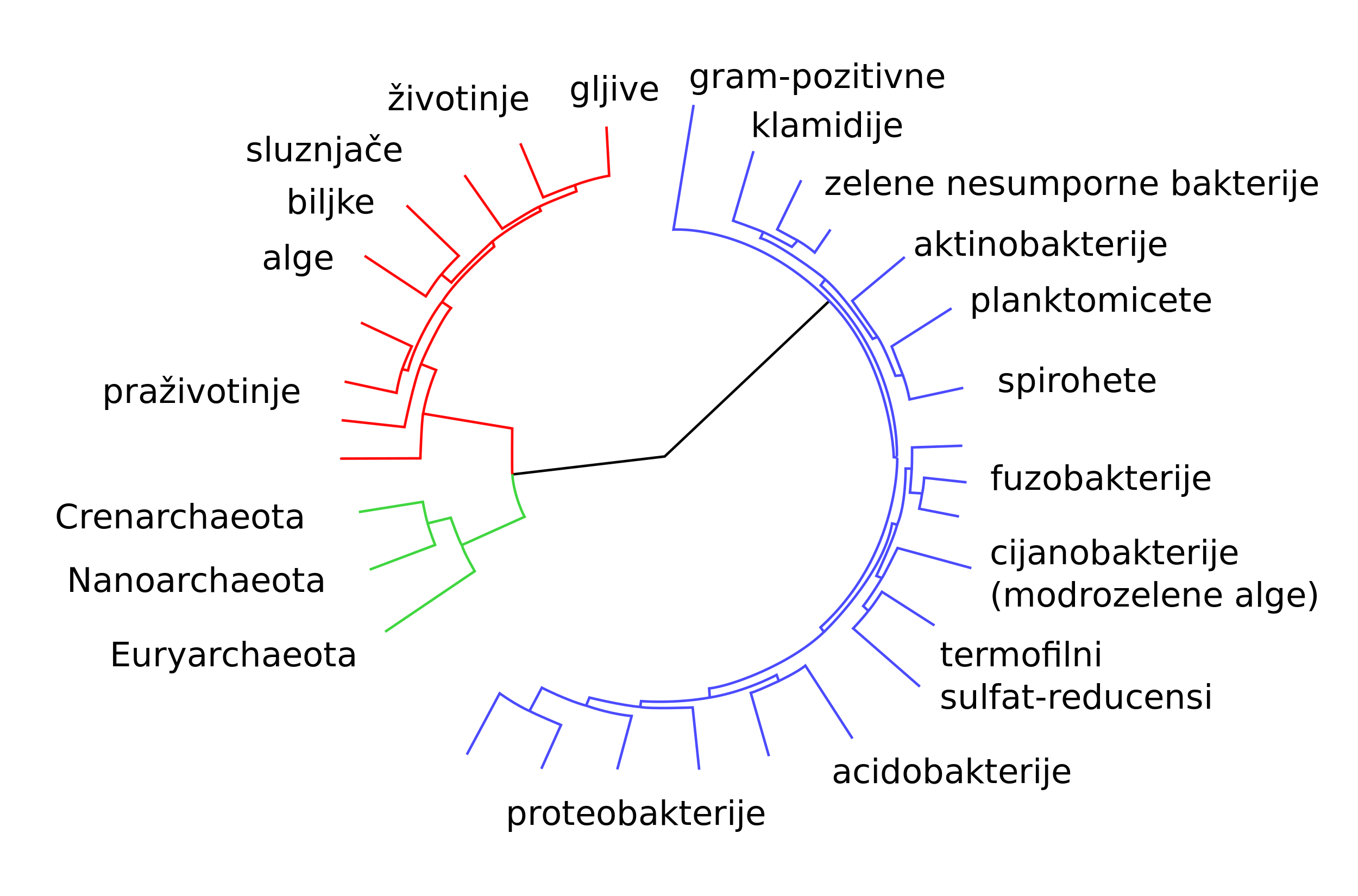 divergencija modernih taksonomskih grupa od njihova zajedničkog pretka