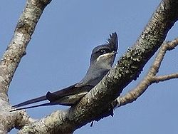 Ćubasta čiopa, Hemiprocne coronata