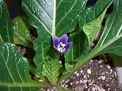 Mandragora officinarum