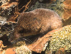 Sorex alpinus