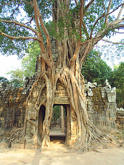Angkor