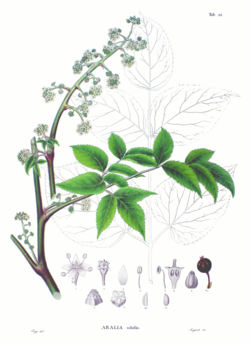 Aralia cordata