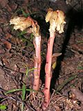 Monotropa hypopitys