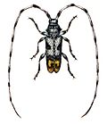 Acanthocinus griseus