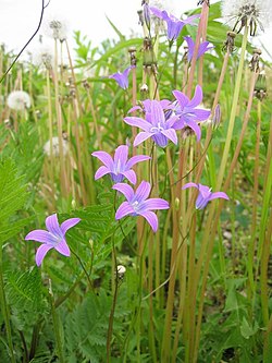 Livadni zvončić (Campanula patula)