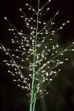 Dichanthelium scoparium