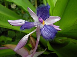 Cochliostema odoratissimum