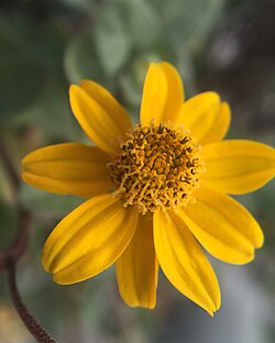 H. longipes