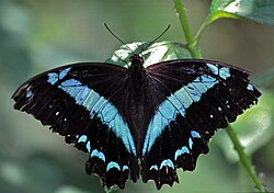 Papilio oribazus, Madagaskar