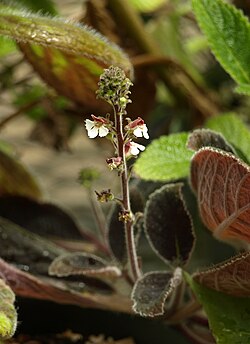 Gloxinia erinoides (sin. Koellikeria erinoides)
