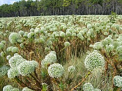 Actinocephalus bongardii