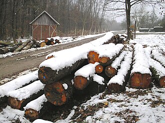 Trupci u snijegu.jpg