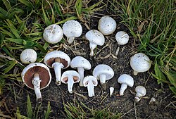 Pečurka - Agaricus campestris
