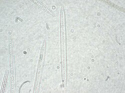 Bacillaria paxillifera