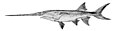 Polyodon spathula